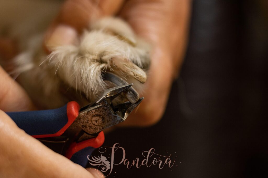 Professional pedicure for hiker foot care in Lafayette